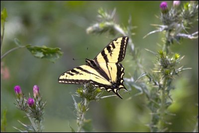 Tiger Swallowtail