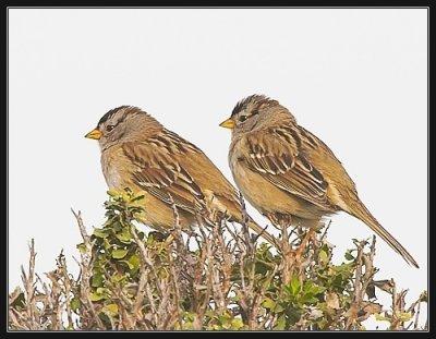 White-crowned Sparrows female