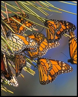 A Gathering of Monarchs