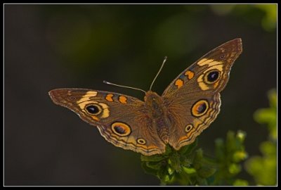 Common Buckeye