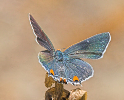 Gray Hairstreak