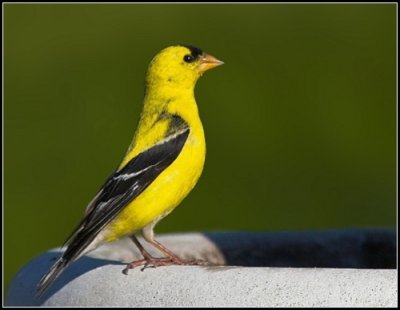 Ameican Goldfinch