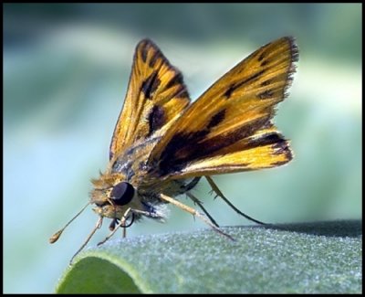 Fiery Skipper