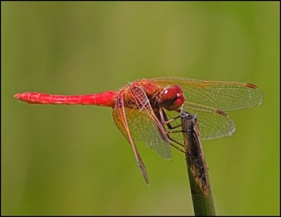 Cardinal Meadowhawk