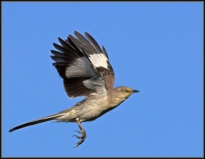 Mockingbird in flight