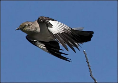 Mockingbird in flight