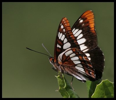 Lorquin's Admiral