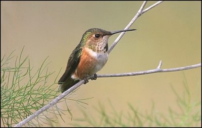 Allen's Hummingbird female