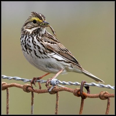 Savannah Sparrow