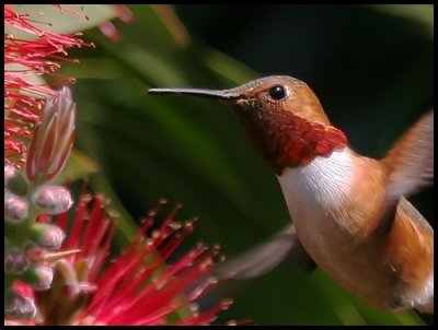 Allen's Hummingbird