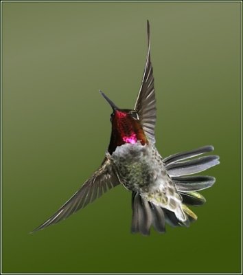 Anna's Hummingbird