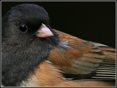 Dark-eyed Junco