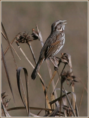 Song Sparrow