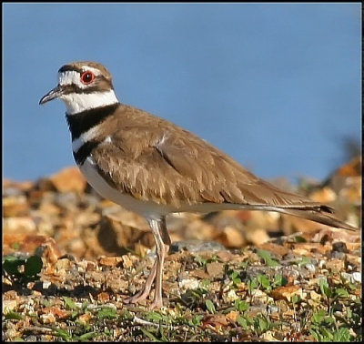 Killdeer