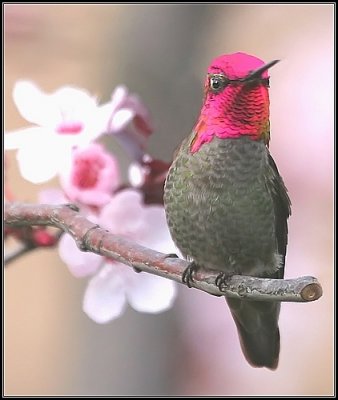 Anna's Hummingbird male