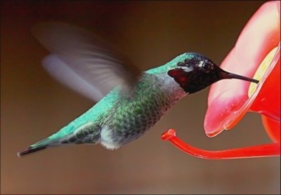 Annas Hummingbird