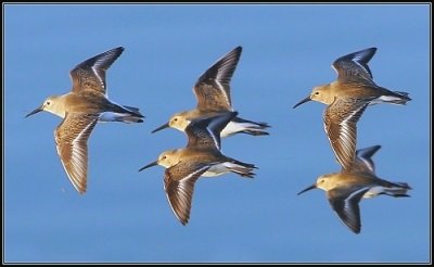 Western Sandpiper