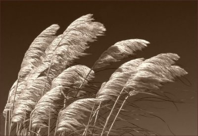 Wind in Pampas