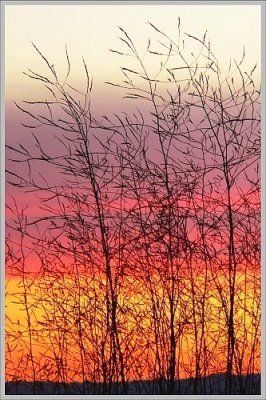 Sunset through Mustard