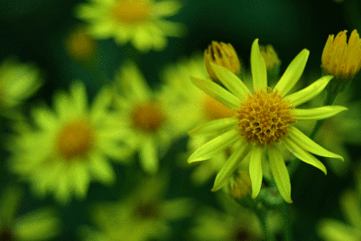 fleur-jaune
