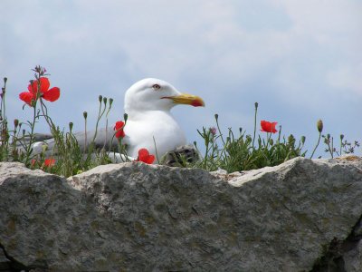 Maman-Goeland