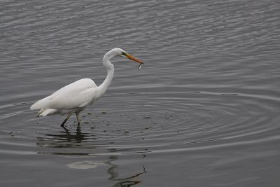 grande-aigrette pchant