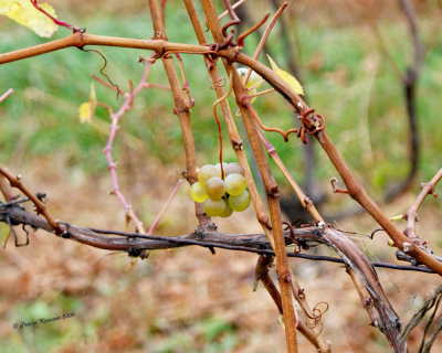 DSC00085-Tangled-B.jpg