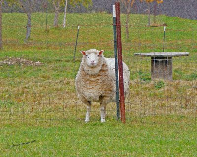 DSC00091-Nice-to-see-Ewe-B.jpg