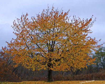 Autumn Tree.jpg
