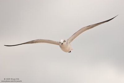 Gull_X8L6386.jpg