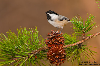 Chicadee-on-Pine-cone_X8L7032.jpg