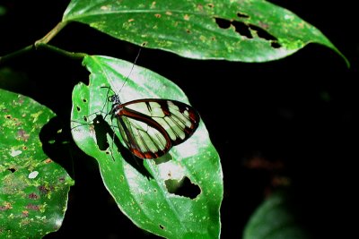 transparent wings