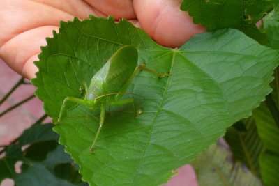 leafhopper.jpg