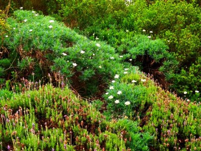 Rosemary bushes as landscaping