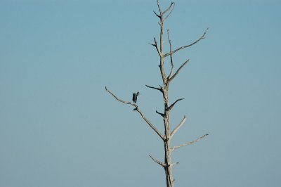 Little Blue Heron takes its turn on the snag
