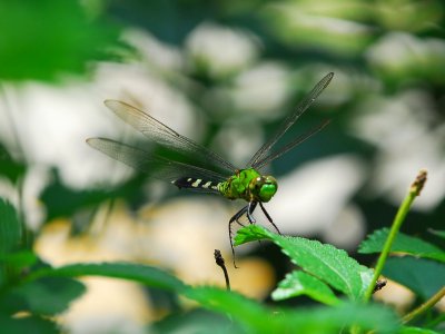 LND_0405a.jpg
