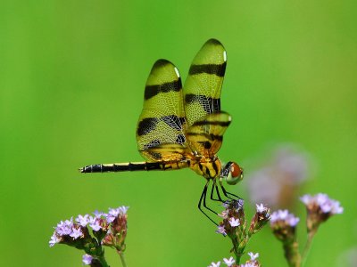 Florida Dragonflies