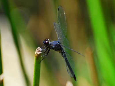 LND_1066a.jpg