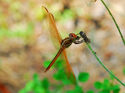 LND_1515a.jpg