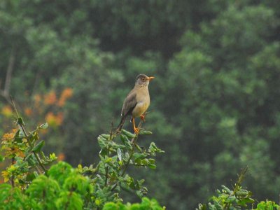 A robin like bird near the condo