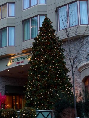 The Marriott's Tree