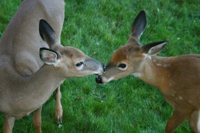 A Sister's Kiss