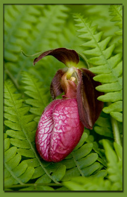 Lady Slipper