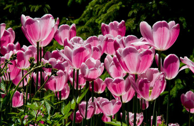 Backlit Tulips