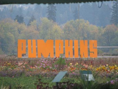 pumpkins.jpg