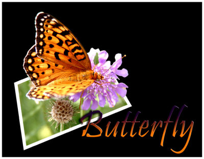 butterfly1re.jpg