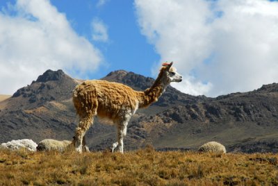 Our first Llamas!
