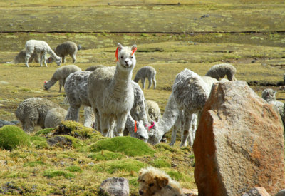 Alpaca, Huancavelia to Santa Inés