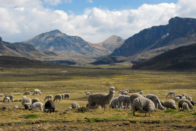 Herds of livestock near Santa Ana, Peru