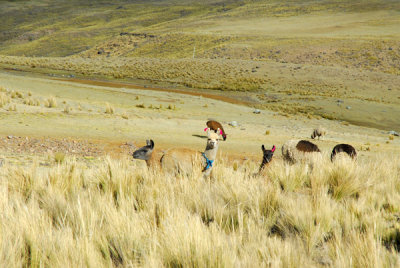 Alpaca with Llamas